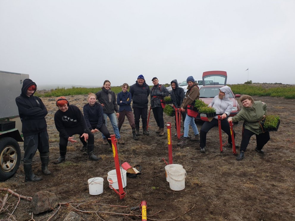 Landgræðsla á Hólasandi með birkiplöntum og moltu