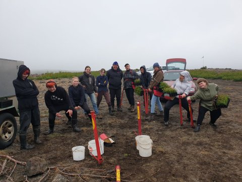 Landgræðsla á Hólasandi með birkiplöntum og moltu