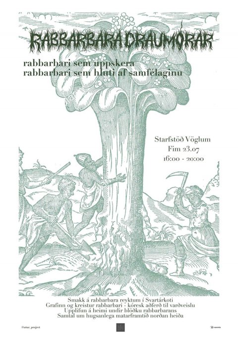 Hvað er nýtt í rabarbara?